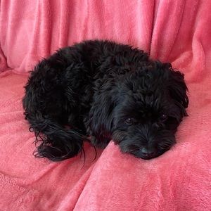 Meet your Posher, Beverly